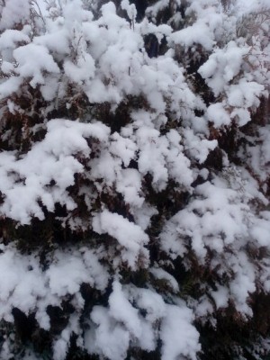 Первый снег.jpg